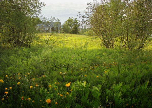 Photo of a flower field