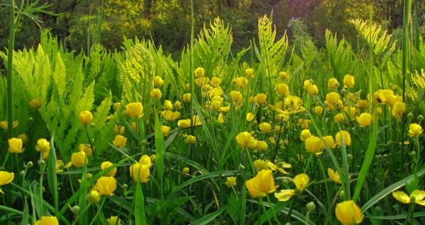 Photo of flowers