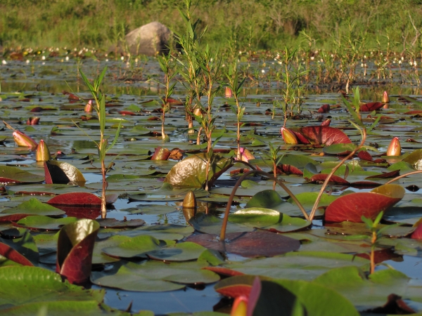 Landscape photo of a pond with lily pads