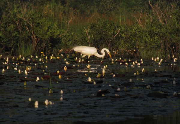 Wildlife photo of a snowy egret