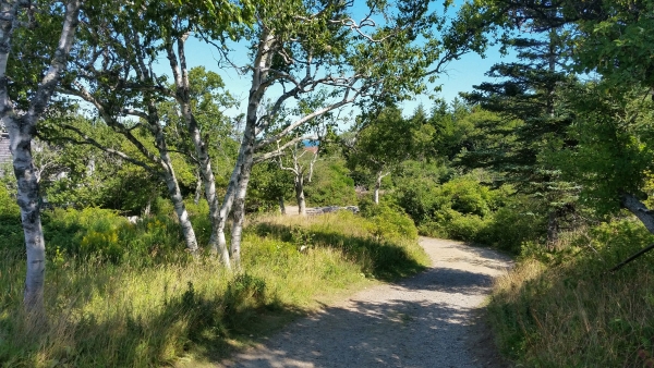 Landscape photo of forest