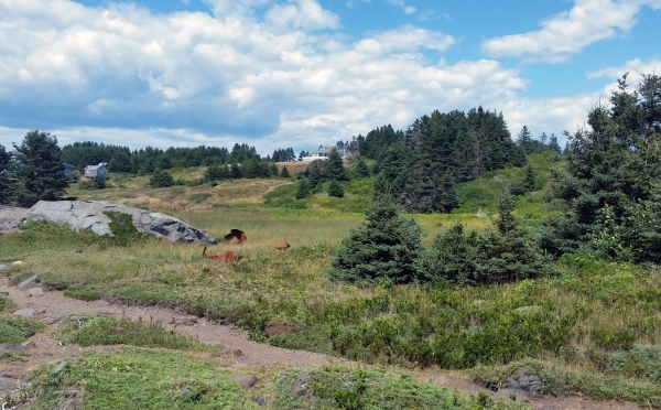 Landscape photo of island