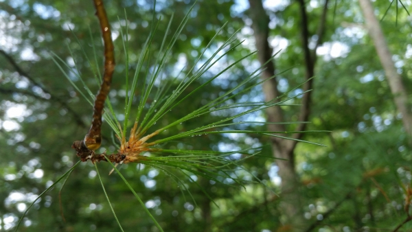 Macro photo of pine needles in dew